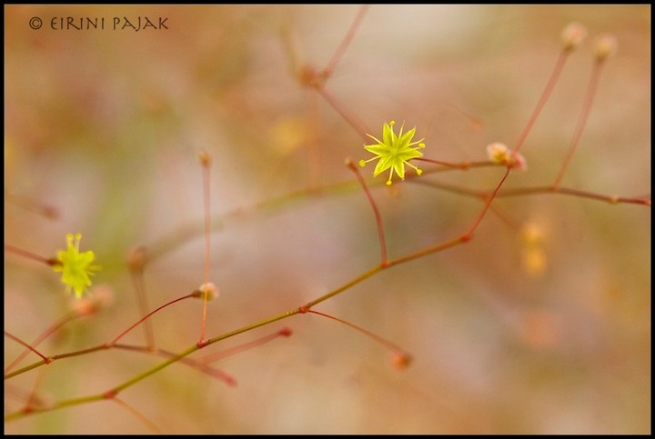 Teeny Tiny Unknown