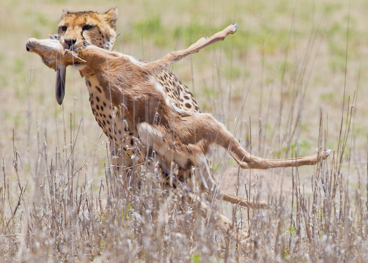 The Kill