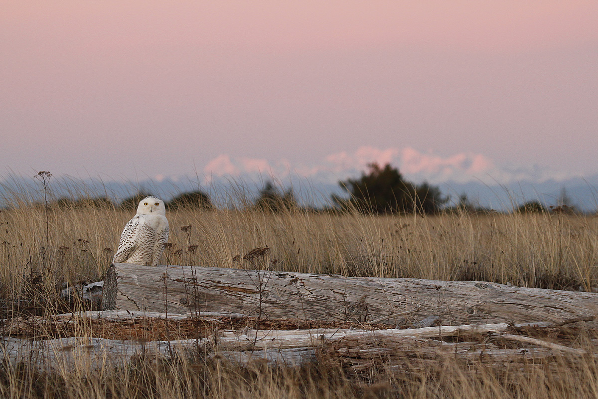 Snowy habitat image