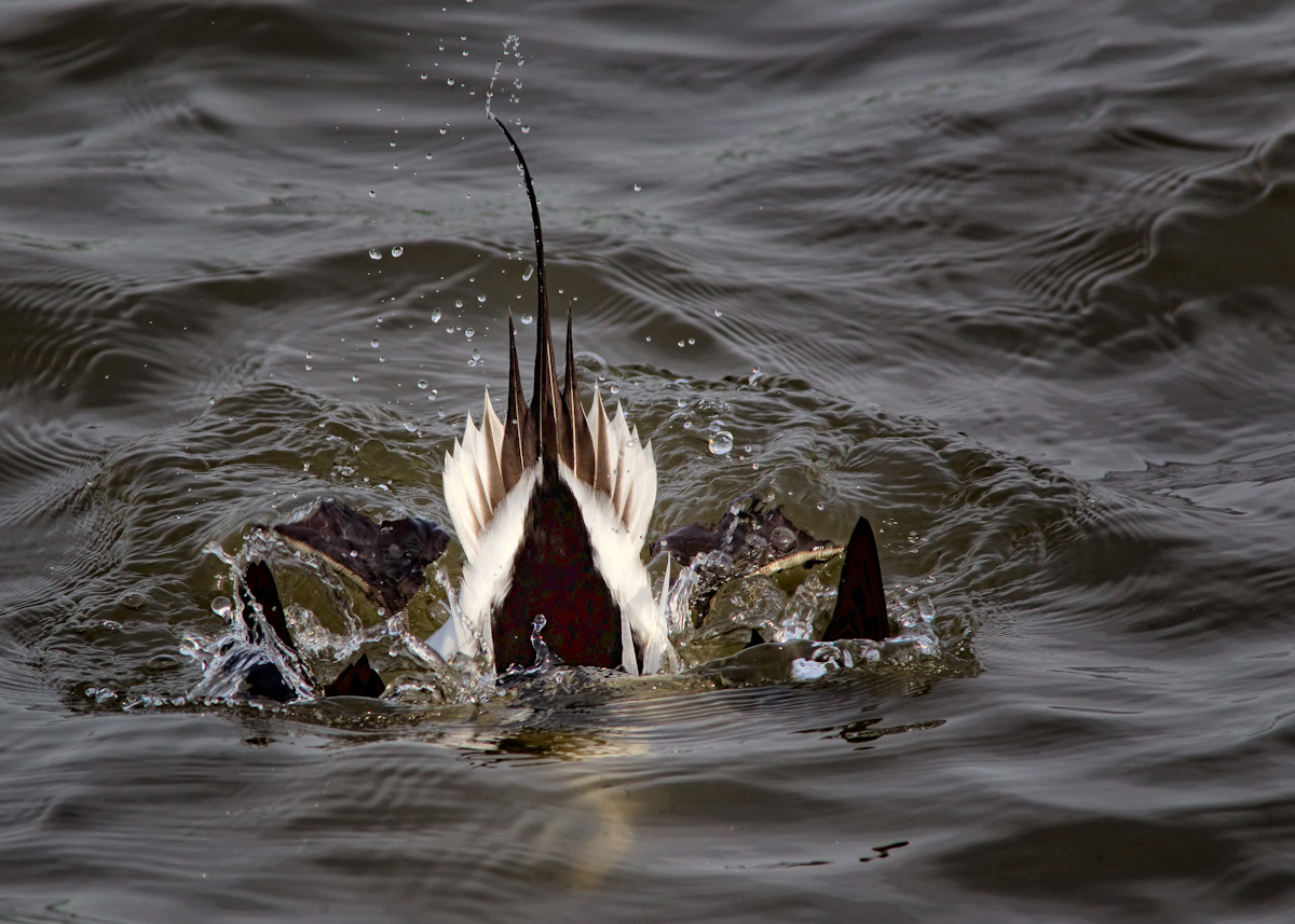 Long-Tailed Duck+Repost