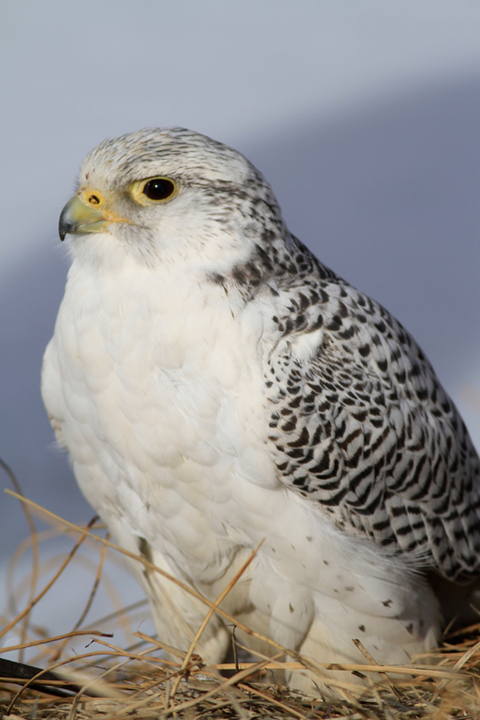 RMNP Raptor shoot