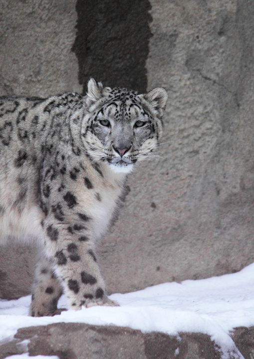 Snow leopard