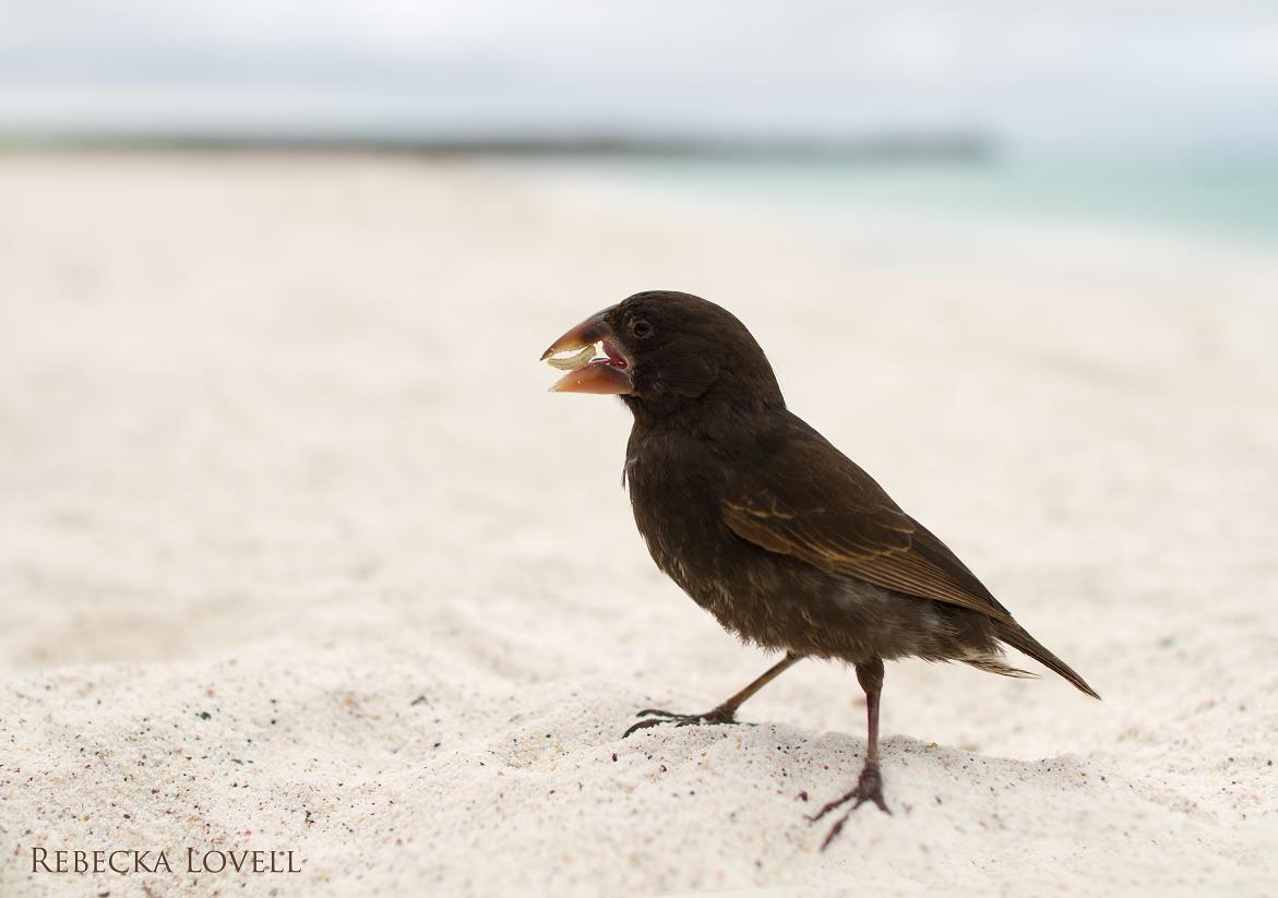 LargeCactusGround Finch