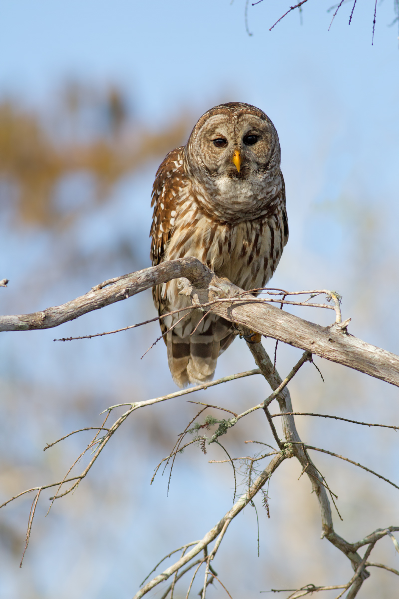 Barred Owl