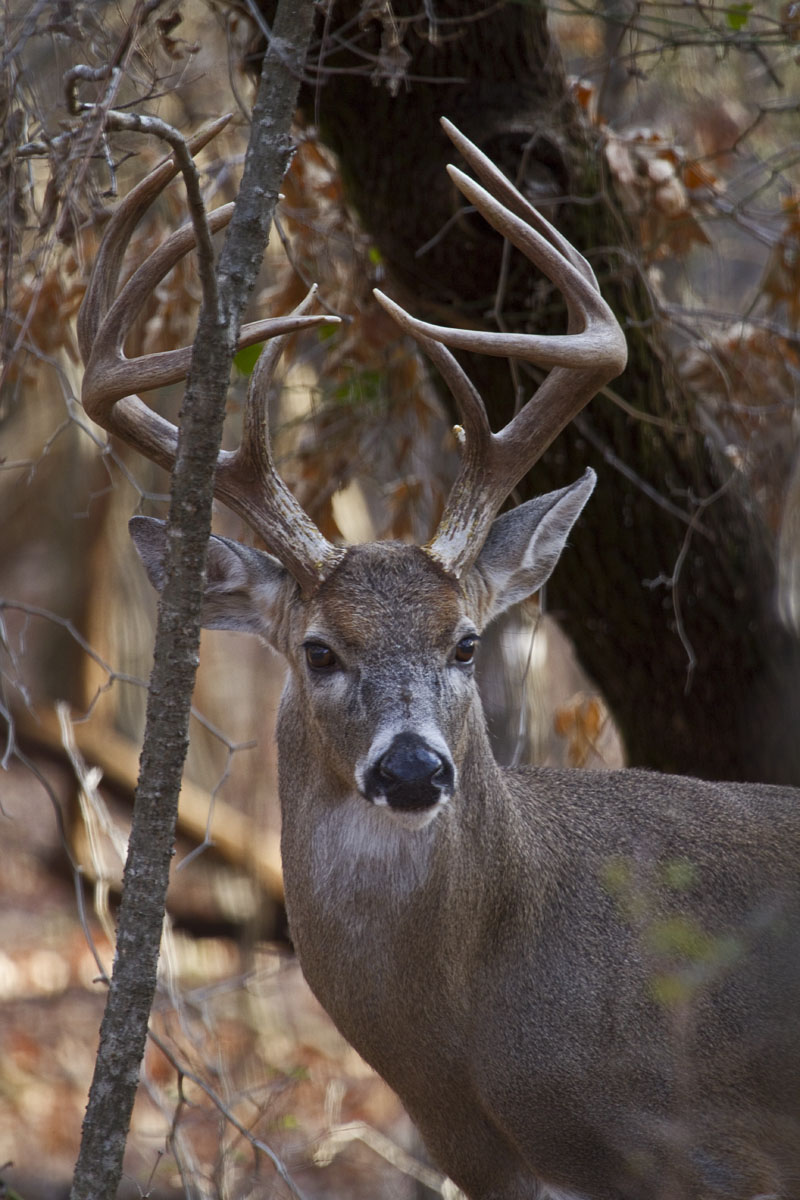 Majestic Buck
