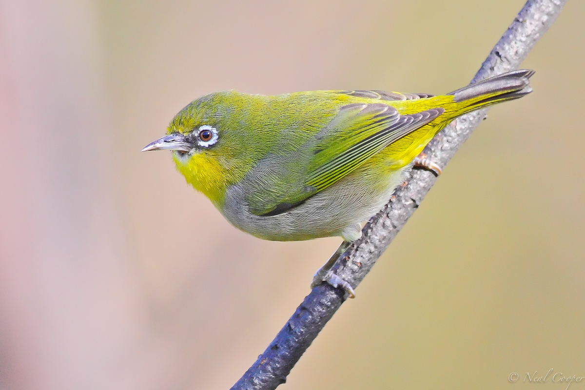 Cape White-eye