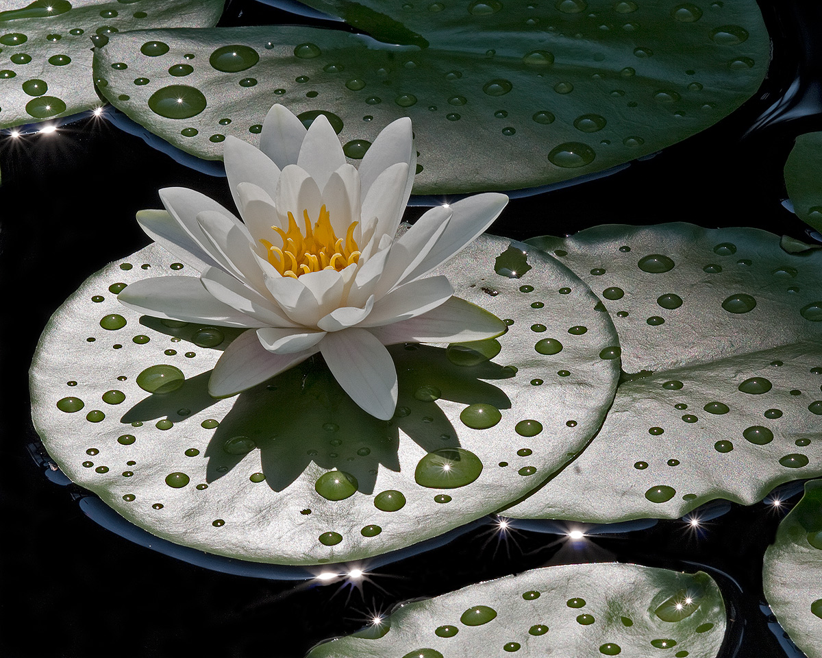 High Key Water lily