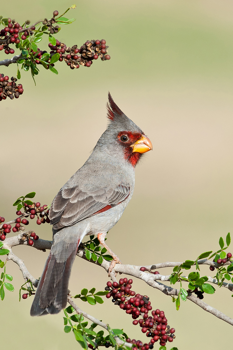 Pyrrhuloxia