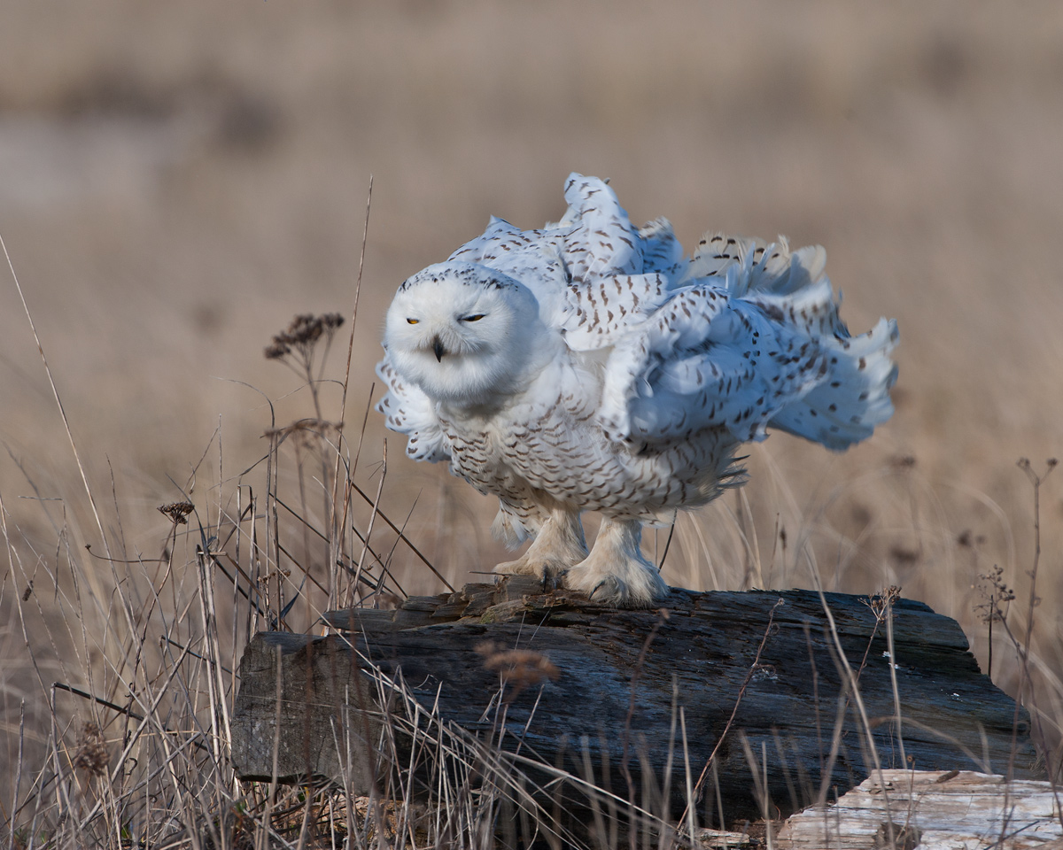 Snowy Owl