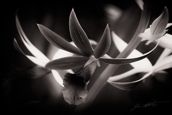 Exotica I