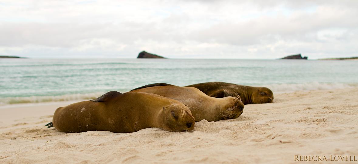 Galapagos Sea Lions