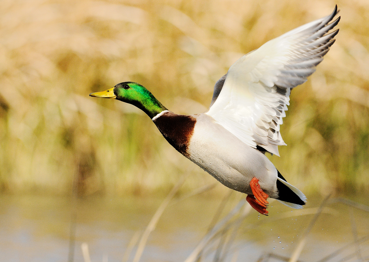 Mallard take-off + repost