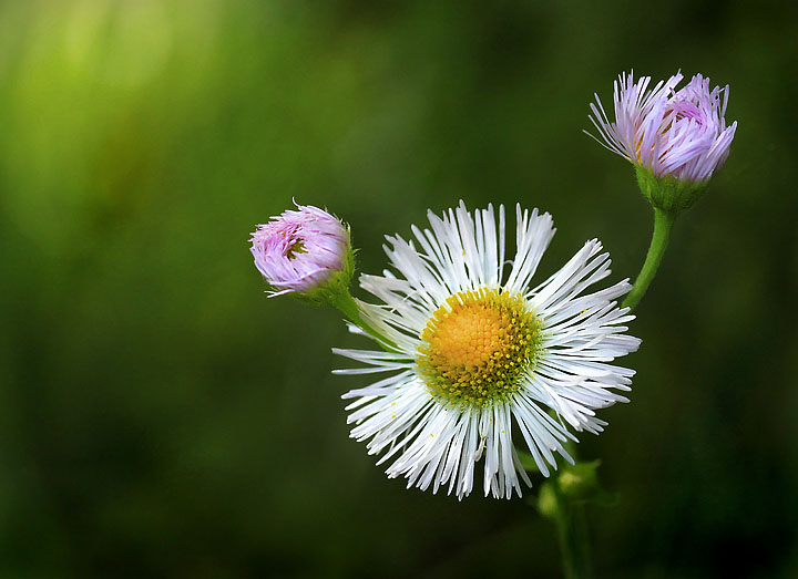 Meadow wildflower