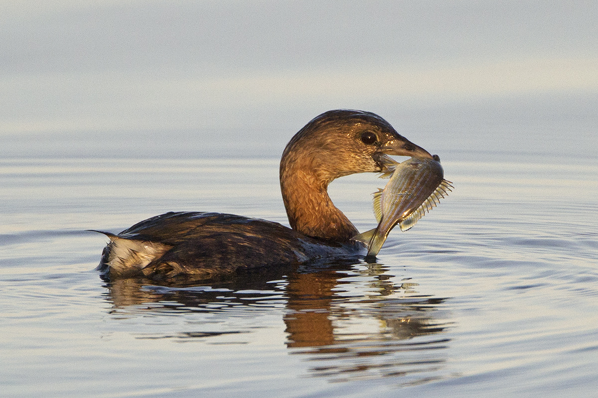 Fish with a Grebe