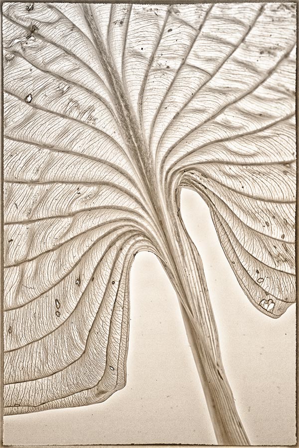 Hosta Fan