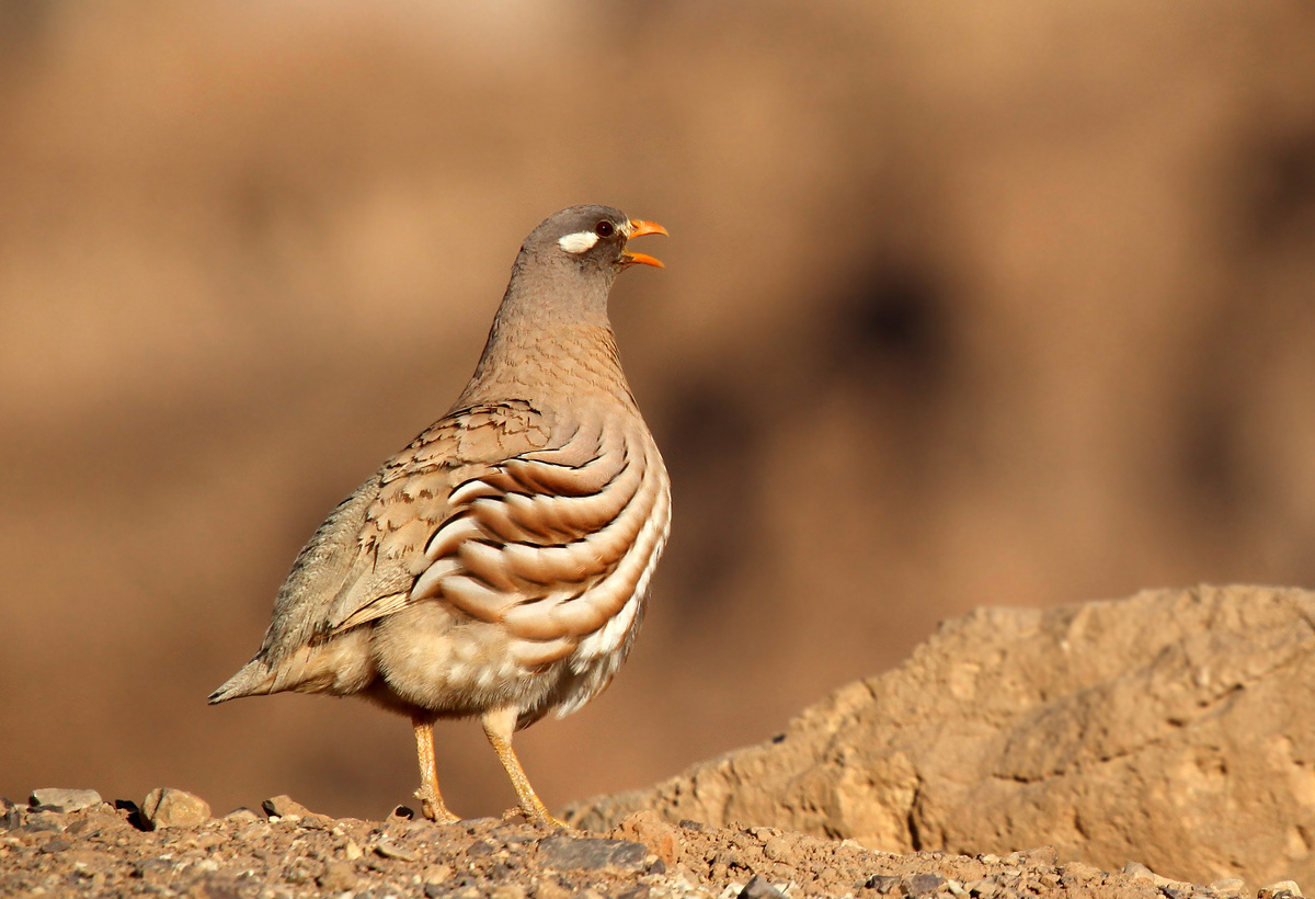 Sand Partridge calling