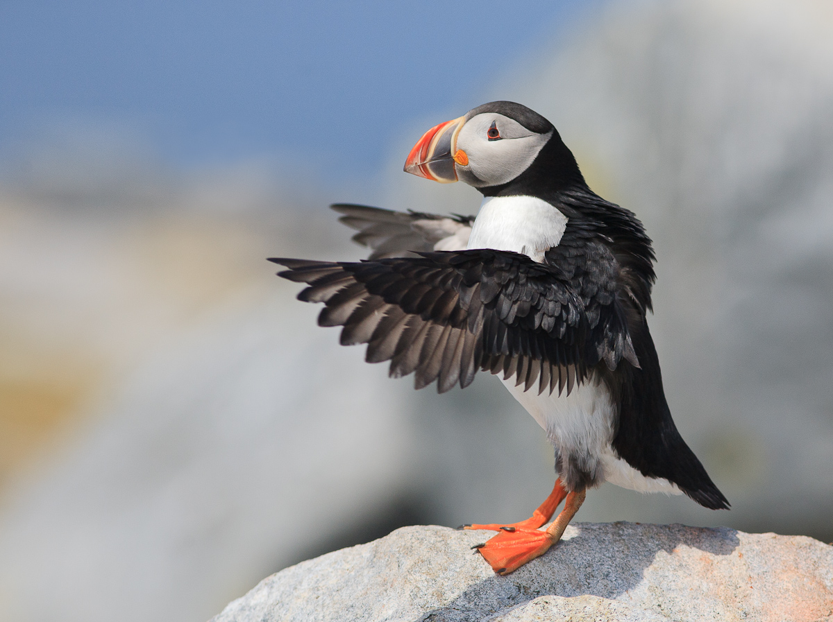 Conducting Puffin