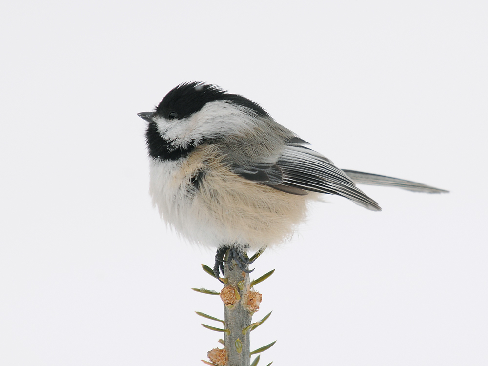 Angelic Chickadee