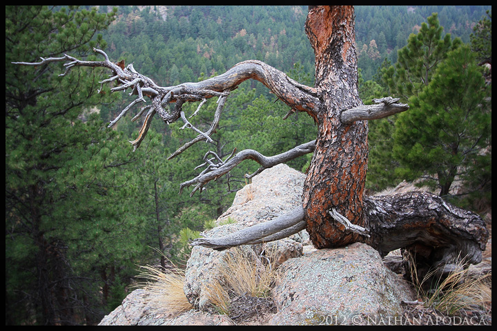 Northern Colorado Forest