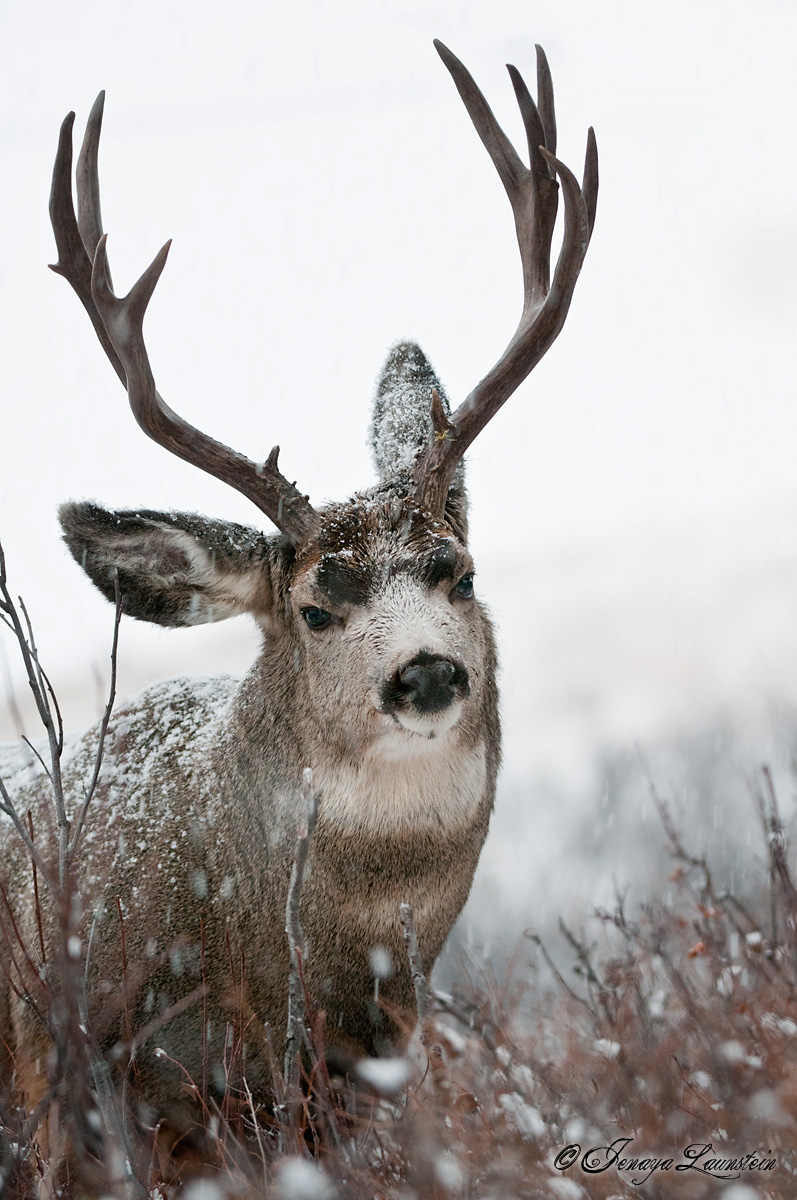 Spruce Buck