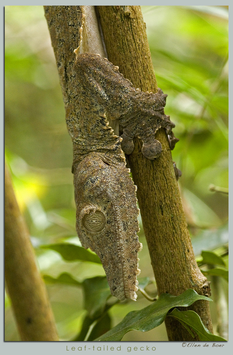 Leaf-tailed Gecko