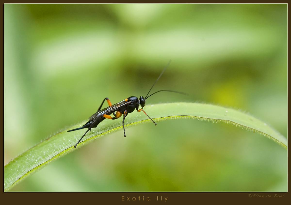 Exotic fly...