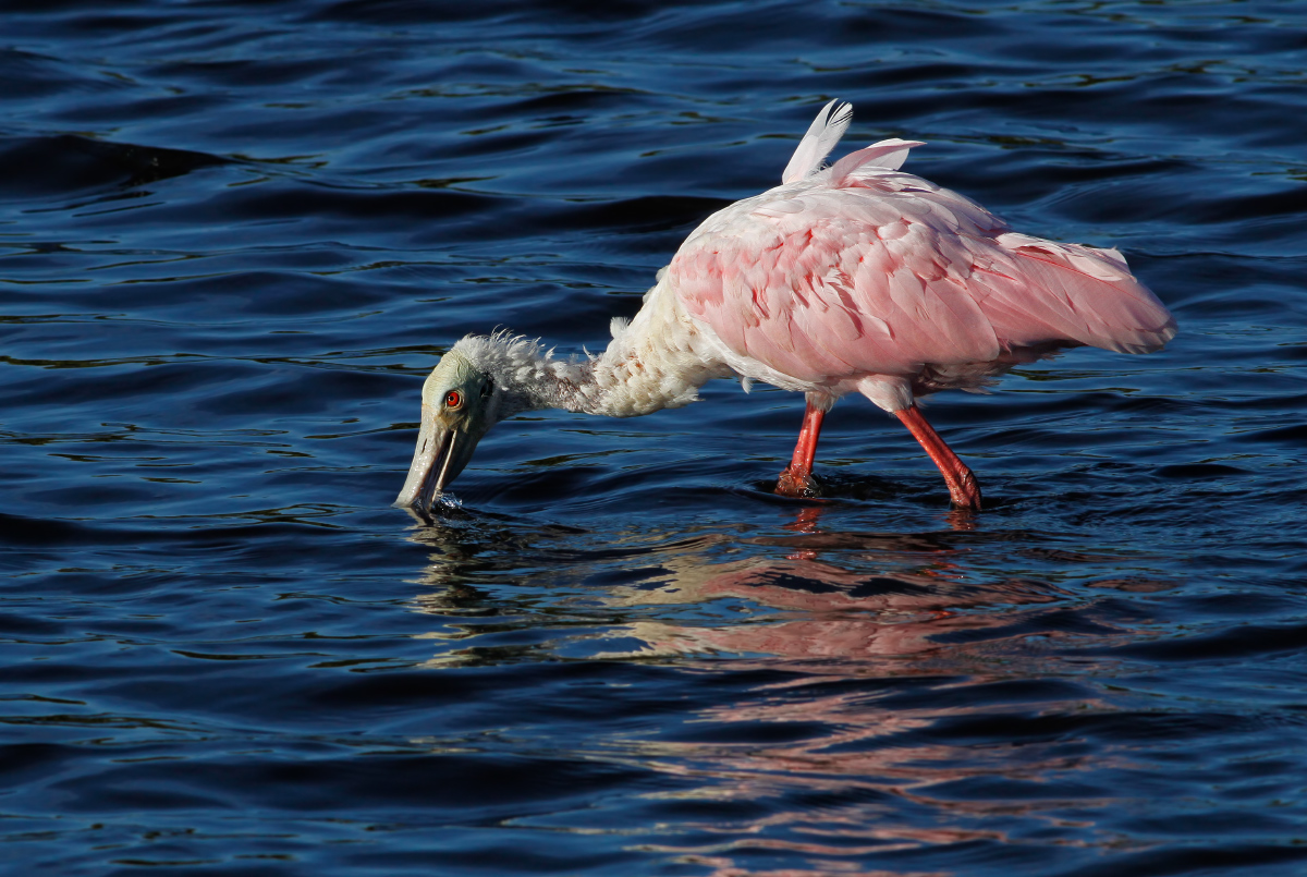 Roseate Spoonbill/3 reposts