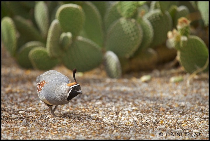 Gambel's Quail