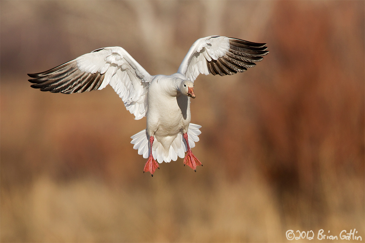 Snow Goose Landing
