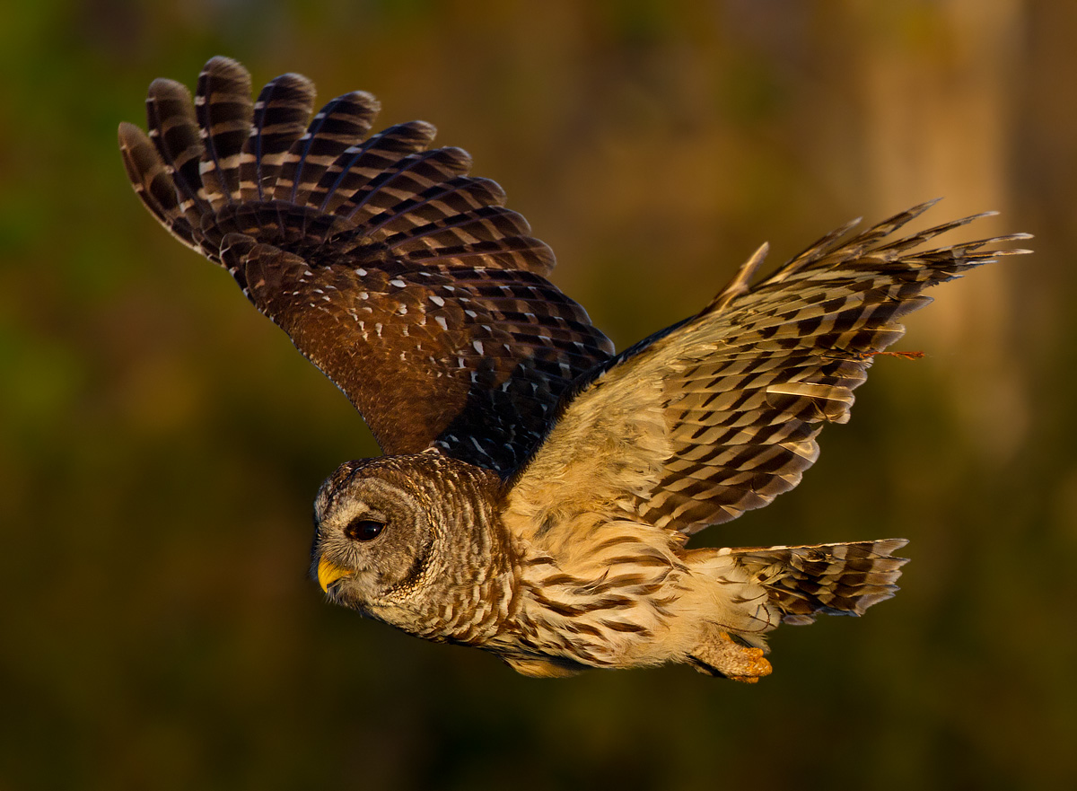 barred owl w/repost