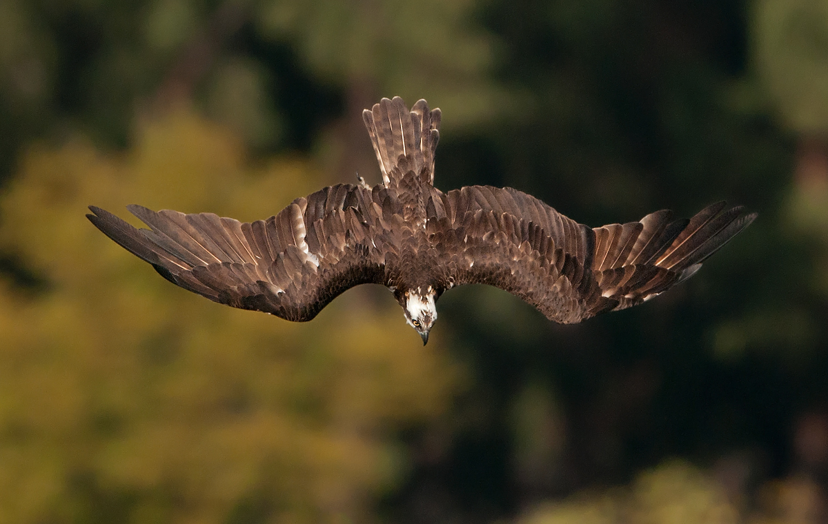 Osprey Dive Series