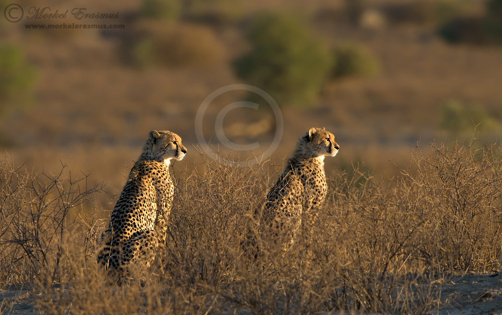 Kalahari Sentries