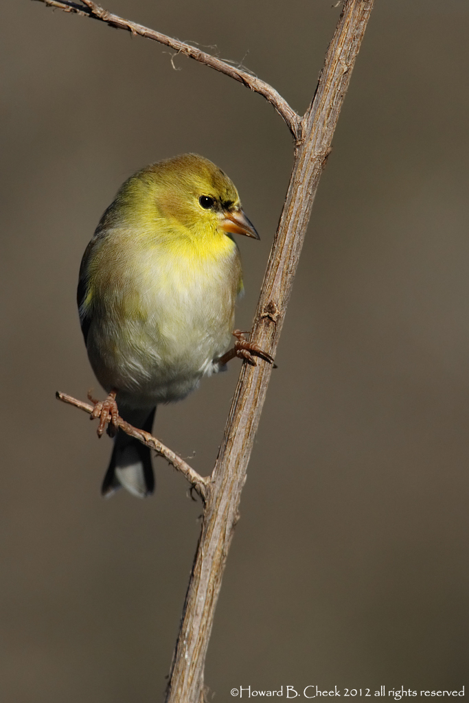 American Goldfinch