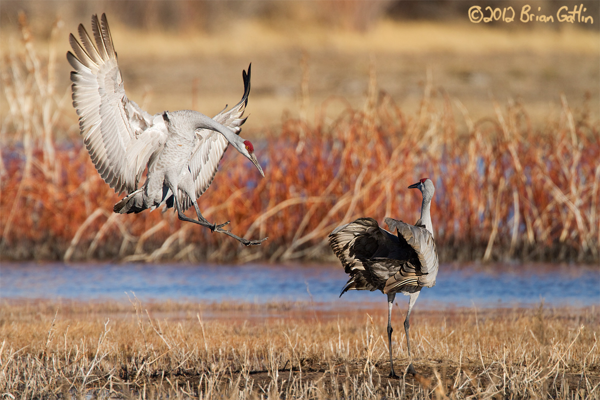 Sandhill Landing