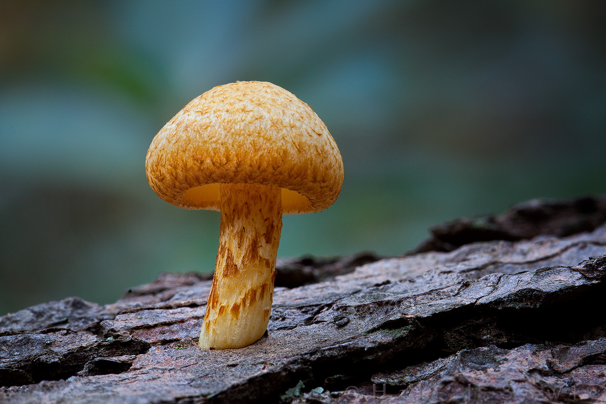 A humble mushroom