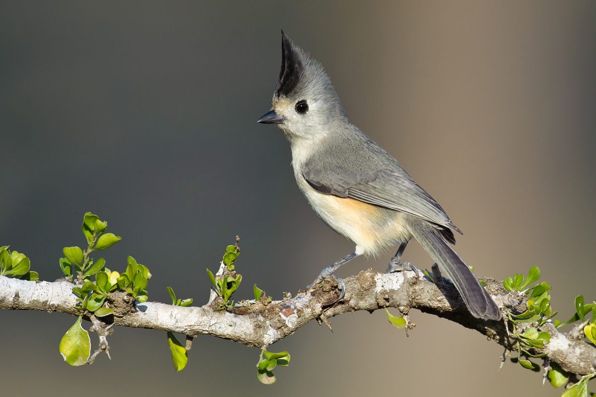 Black-crested Titmouse