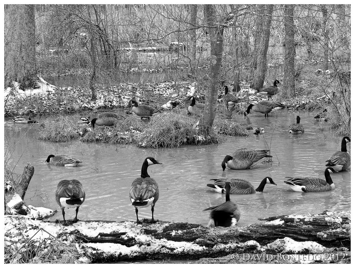 Swimming Hole