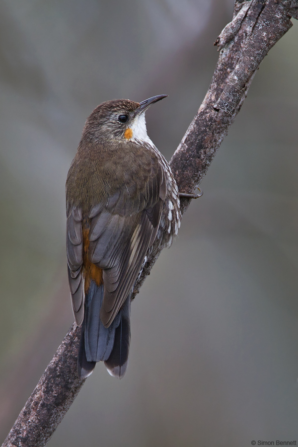 White-throated T'creeper