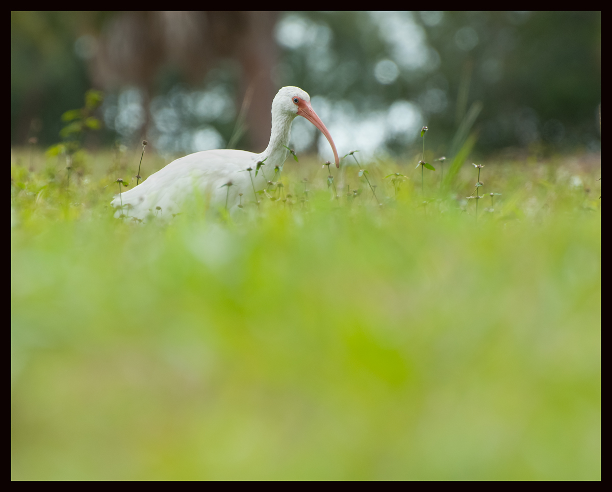 White Ibis