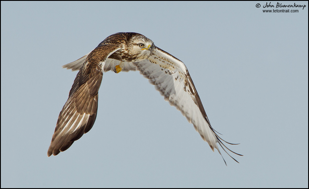 Rough-legged Hawk