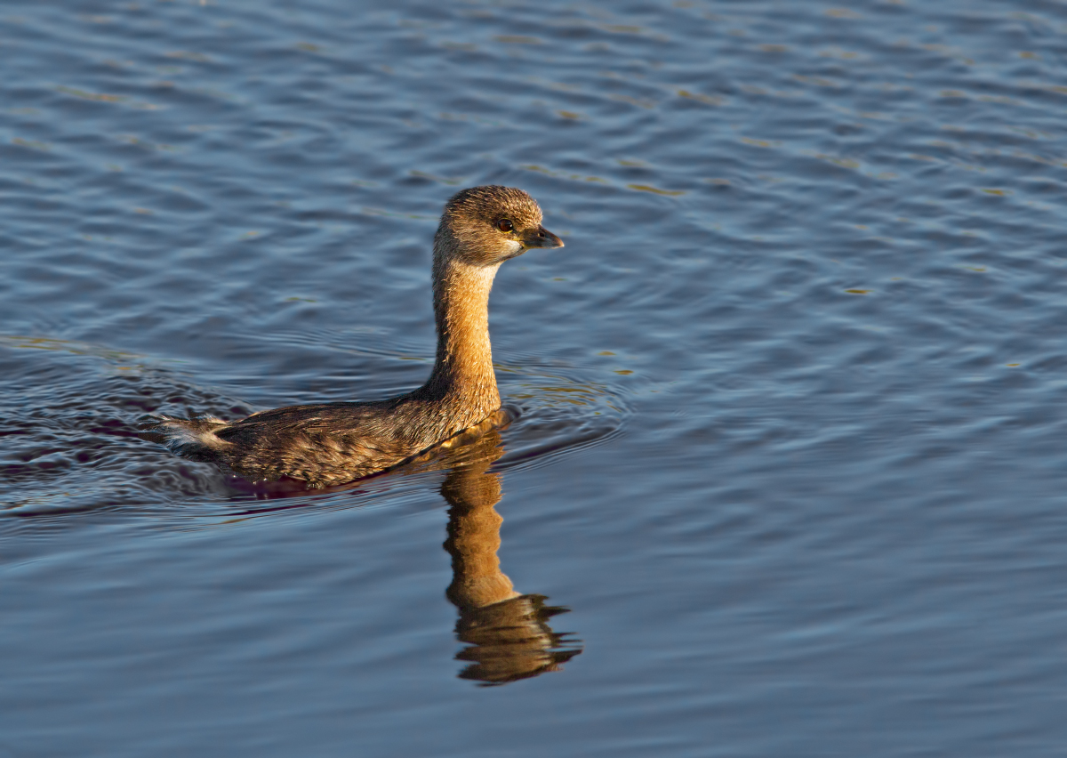Pied-Billed Grebe