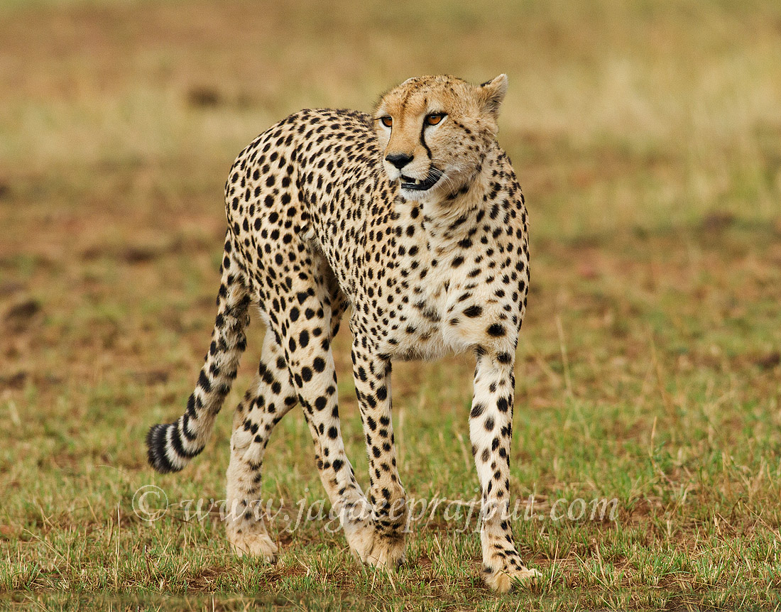 Cheetah on the move.