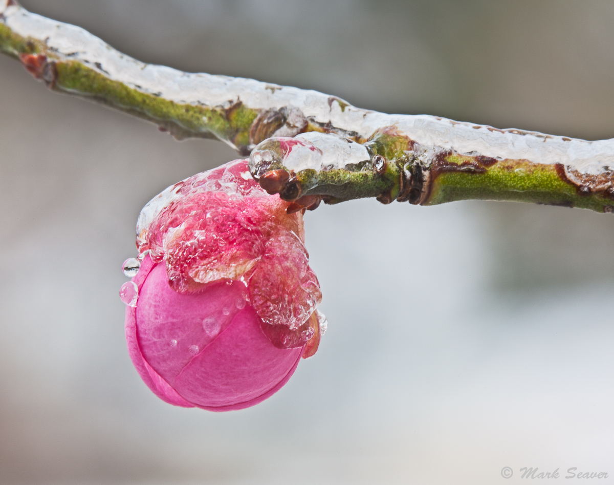Dreaming of Spring
