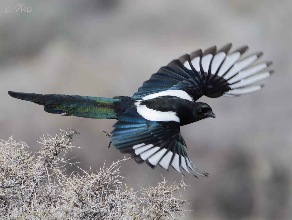 Black-billed Magpie