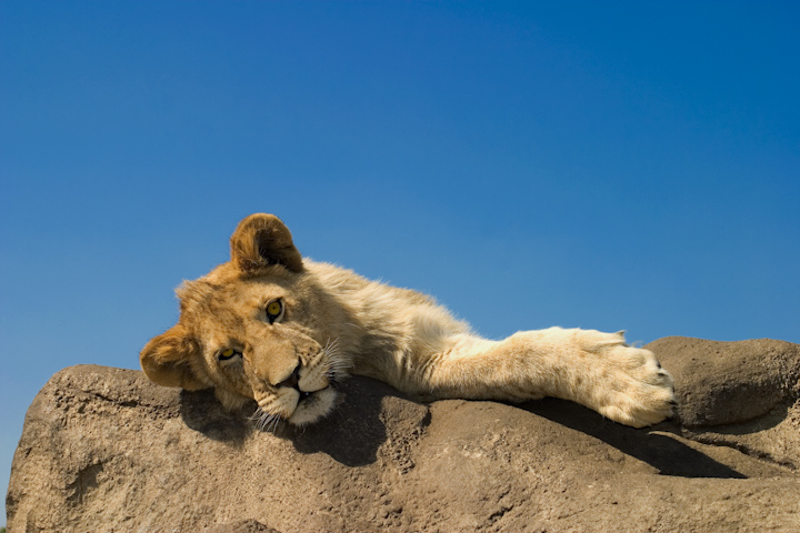 Lion Cub Pose