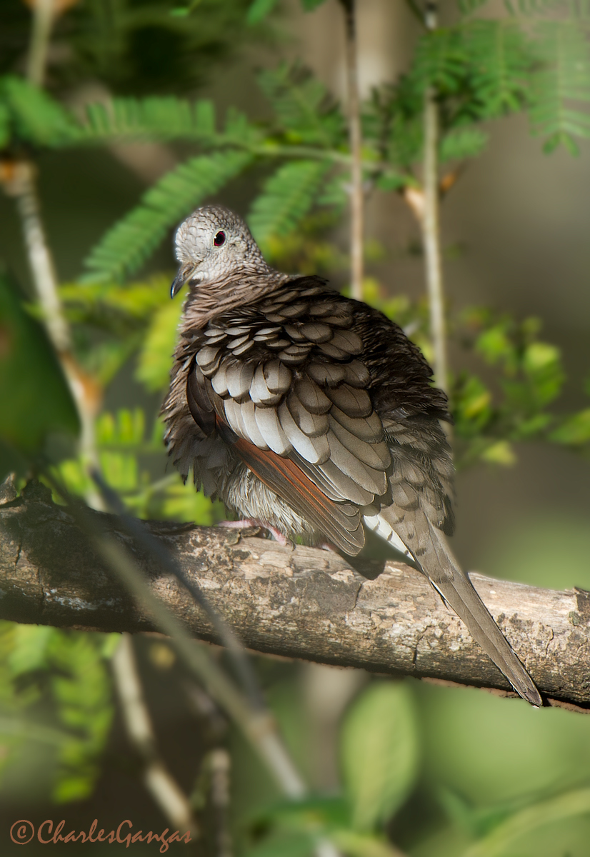 Inca Dove