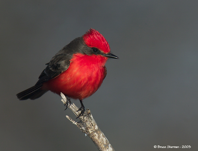 Vermilion Flycatcher from #2 TNP outing