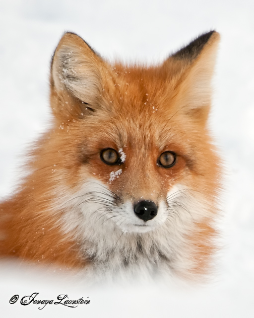 Winter Fox