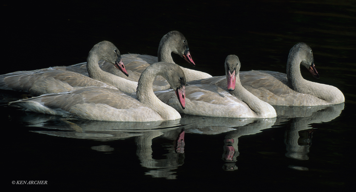 Trumpeter Swan Cygnets