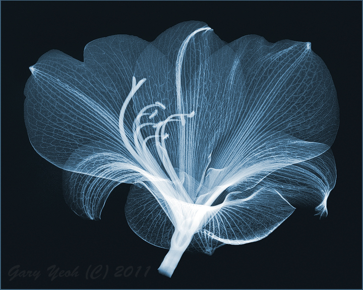 Amaryllis floragraph